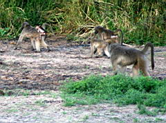baboons akeru IMG_4684.jpg